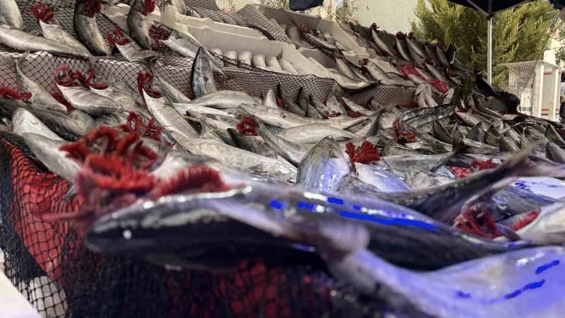Kırklareli'nde balıkçı Baran Eğer palamut balığı satarken müşterilerle iletişim kuruyor