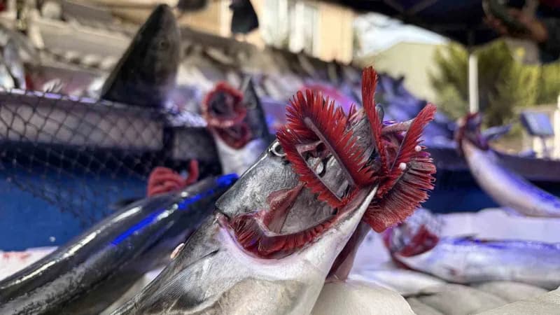 Kırklareli’nde balıkçılık yapan Baran Eğer, palamudun tanesini 100-130 TL arasında sattıklarını belirterek, "1 kilo kıym