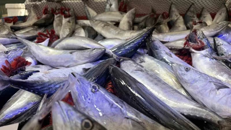 Kırklareli’nde balıkçılık yapan Baran Eğer, palamudun tanesini 100-130 TL arasında sattıklarını belirterek, "1 kilo kıym