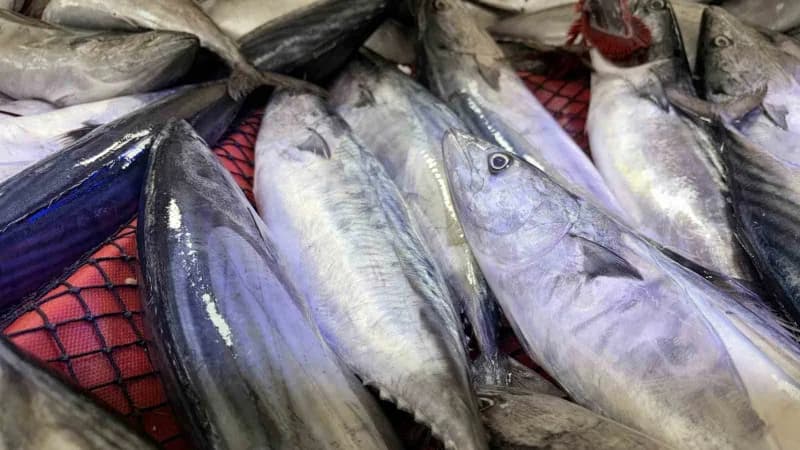Kırklareli’nde balıkçılık yapan Baran Eğer, palamudun tanesini 100-130 TL arasında sattıklarını belirterek, "1 kilo kıym