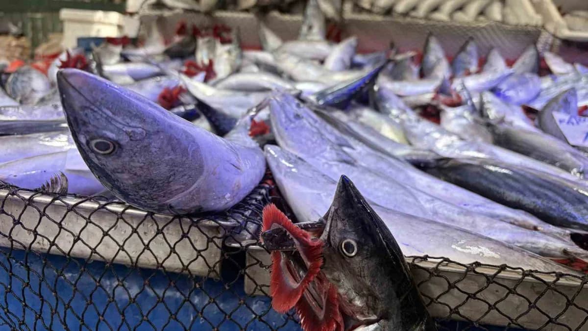 Kırklareli’nde balıkçılık yapan Baran Eğer, palamudun tanesini 100-130 TL arasında sattıklarını belirterek, "1 kilo kıym