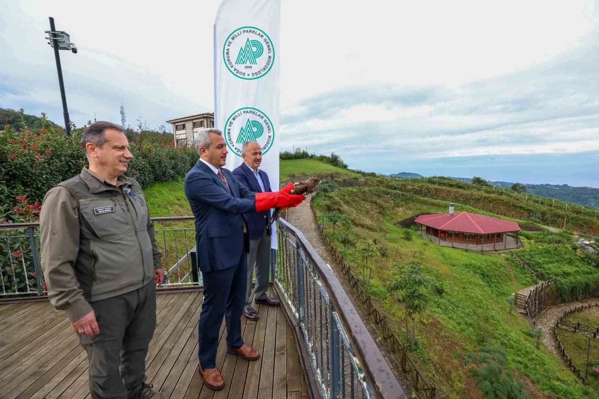 Rize’de tedavi edilen yaralı arı şahinlerinin doğaya salındığı an