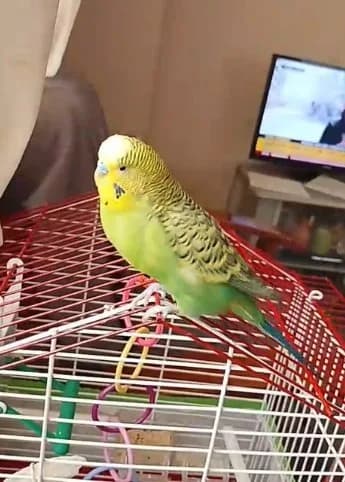Ölmek üzereyken sahiplendiği muhabbet kuşu hayat arkadaşı oldu