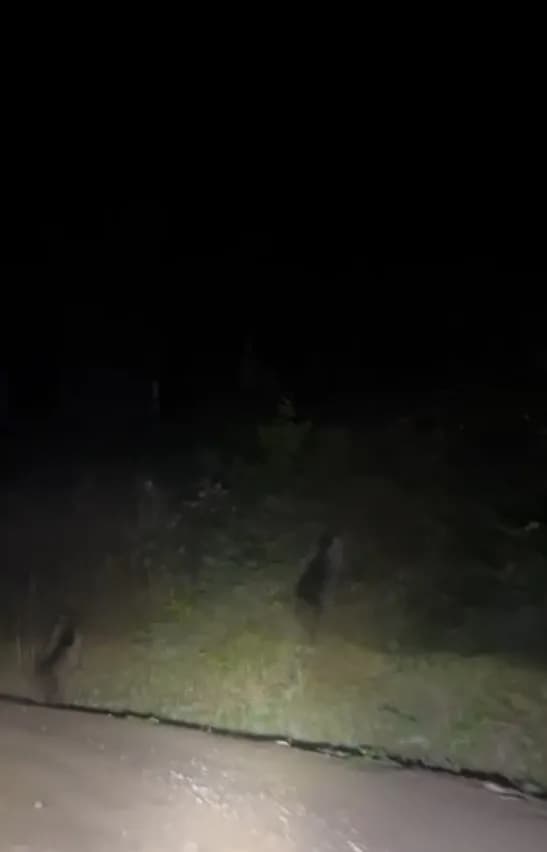 Sakarya’nın Hendek ilçesinde gece saatlerinde seyir halinde olan vatandaşlar, yola çıkan iki yavru ayıyla karşılaştı.