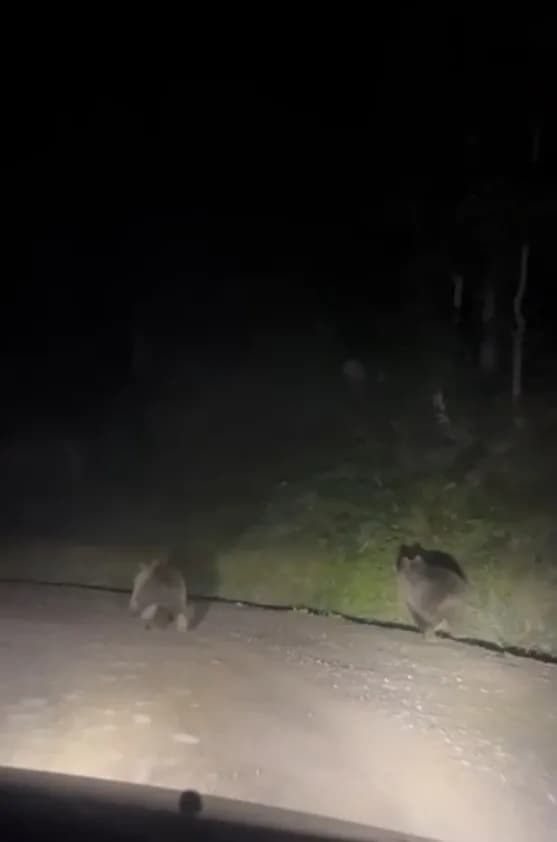 Sakarya’nın Hendek ilçesinde gece saatlerinde seyir halinde olan vatandaşlar, yola çıkan iki yavru ayıyla karşılaştı.