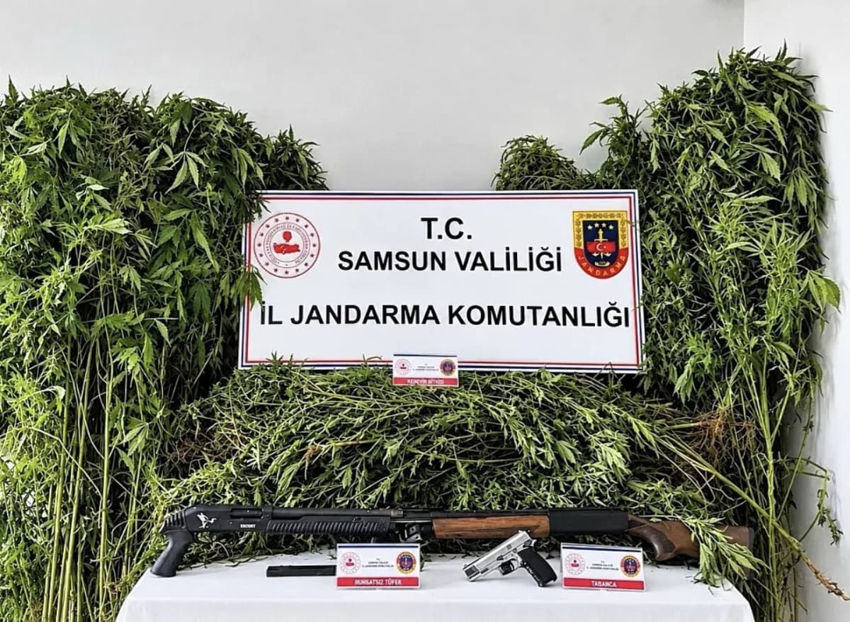 Samsun Salıpazarı'nda jandarma ekipleri tarafından ele geçirilen kenevir bitkileri ve ruhsatsız silahlar