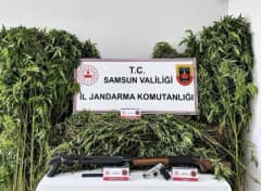 Samsun Salıpazarı'nda jandarma ekipleri tarafından ele geçirilen kenevir bitkileri ve ruhsatsız silahlar