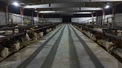 Şanlıurfa Tarıma Dayalı İhtisas Organize Sanayi Bölgesi'nde büyükbaş hayvan çiftlikleri ve besi tesisleri