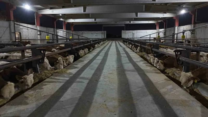 Şanlıurfa Tarıma Dayalı İhtisas Organize Sanayi Bölgesi'nde büyükbaş hayvan çiftlikleri ve besi tesisleri