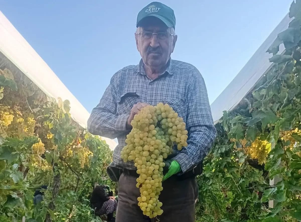 Manisa Sarıgöl’de 5,5 kilo ağırlığında dev üzüm salkımı bağda sergileniyor