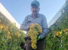 Manisa Sarıgöl’de 5,5 kilo ağırlığında dev üzüm salkımı bağda sergileniyor