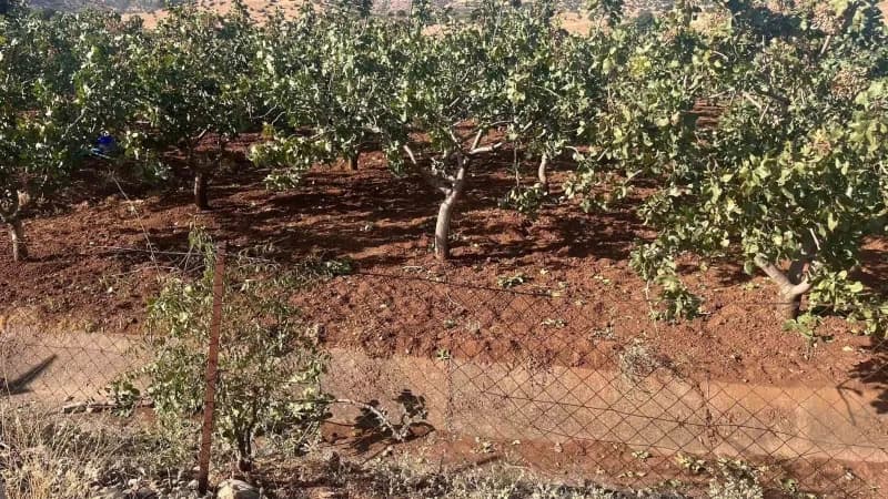 Siirt'te 300 kilo fıstık çalan hırsızlar fabrikada suçüstü yakalandı