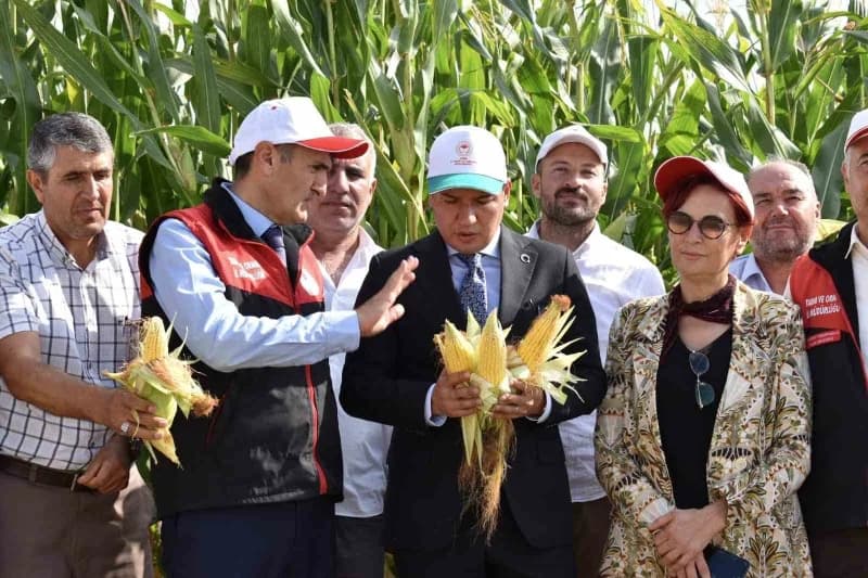 Van’ın Tuşba ilçesine bağlı Tevekli Mahallesi’nde üretici Turgay Kıran’a ait tarlada "Silajlık Mısır Hasadı Tarla Günü P