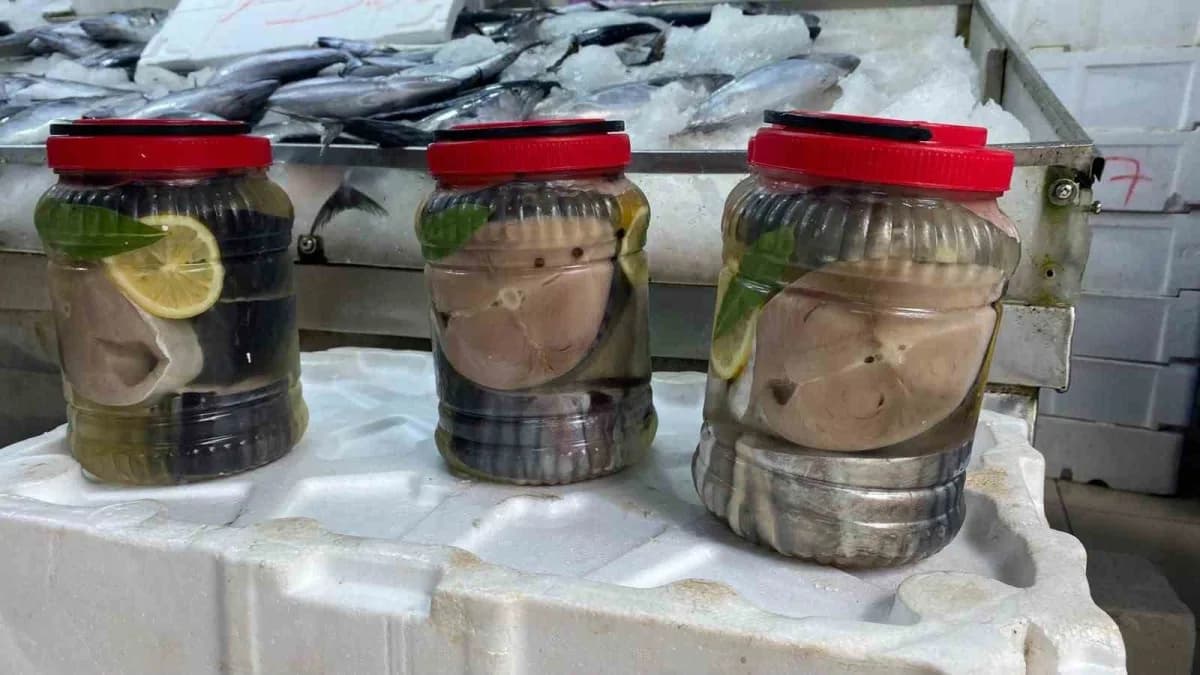 Sinop’ta balıkçılar geleneksel yöntemlerle lakerda ve palamut tuzlama hazırlığı yapıyor