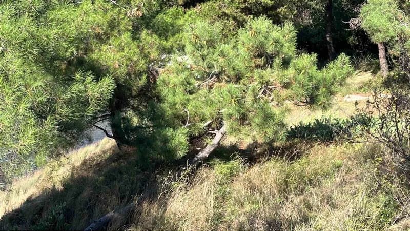 Sinop’ta etkili olan şiddetli rüzgâr nedeniyle yan yatan ağaç yolu ulaşıma kapattı. Belediye itfaiye ekipleri ağacı kese