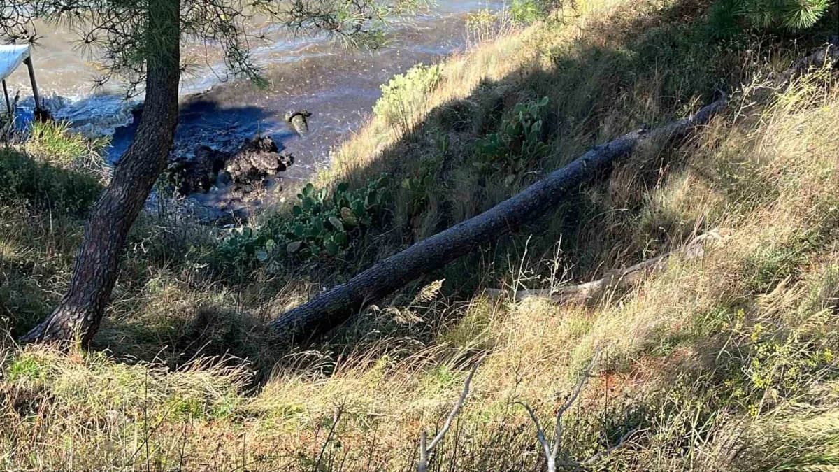 Sinop’ta etkili olan şiddetli rüzgâr nedeniyle yan yatan ağaç yolu ulaşıma kapattı. Belediye itfaiye ekipleri ağacı kese