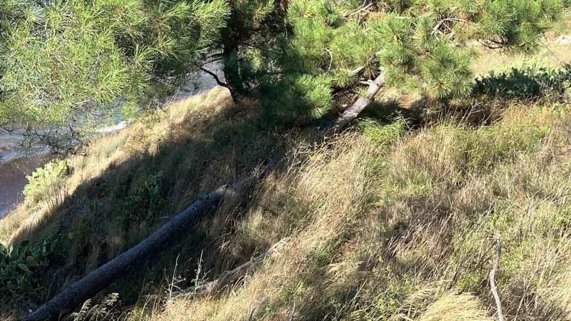 Sinop’ta etkili olan şiddetli rüzgâr nedeniyle yan yatan ağaç yolu ulaşıma kapattı. Belediye itfaiye ekipleri ağacı kese