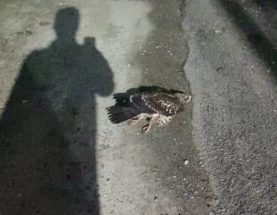 Sinop'ta yaralı halde bulunan doğan, Doğa Koruma ve Milli Parklar ekipleri tarafından tedavi altına alındı