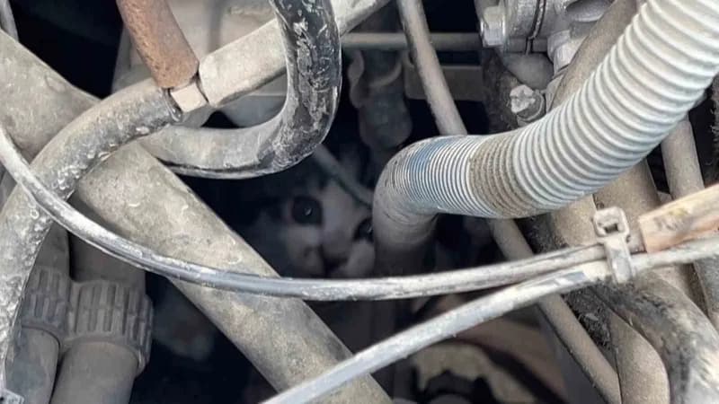 Sivas'ta aracın motor bölümünde mahsur kalan yavru kedinin itfaiye ekipleri tarafından kurtarılması