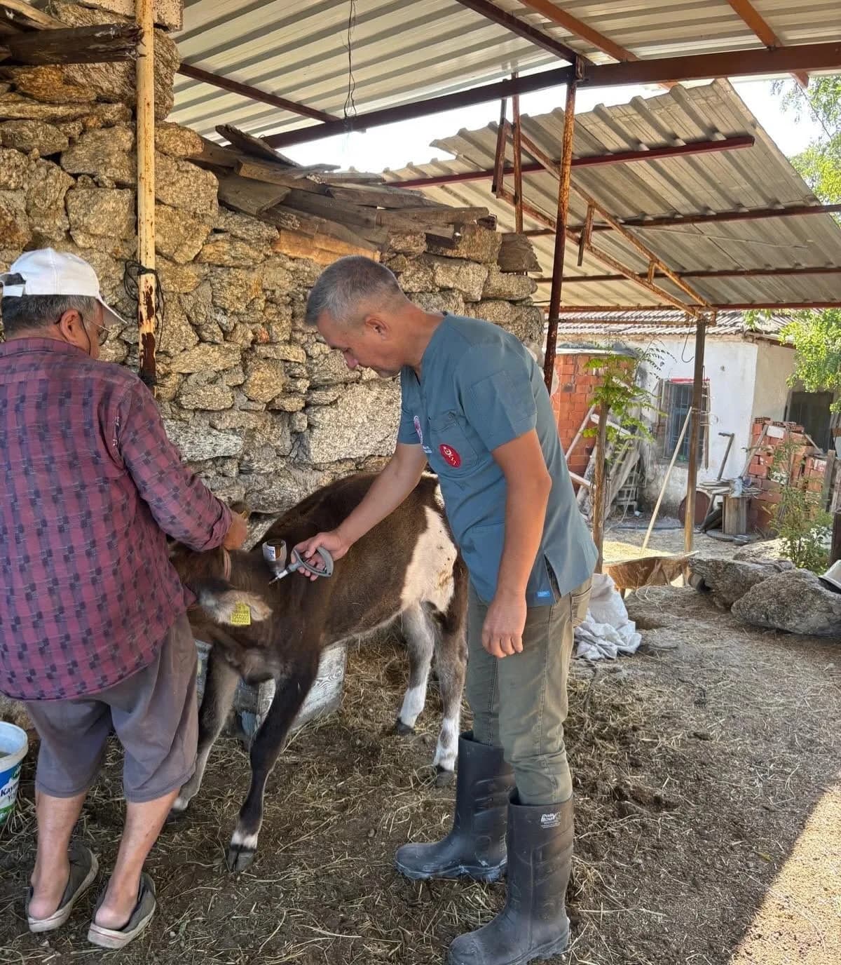 Söke’de Hayvan hastalıklarıyla mücadele kapsamında İlçe Tarım ekiplerince büyükbaş hayvanlara sonbahar dönemi şap aşılam