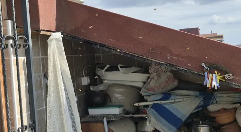 İstanbul Sultangazi’de 5 katlı bir binanın çatı arasına yuva yapan çok sayıda arı, yaklaşık 10 gündür en üst katta yaşay
