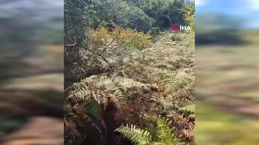 Sultangazi Kent Ormanı’nda kayıp Mustafa Dinler için arama yapan ekipler