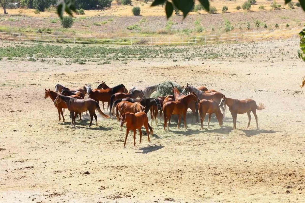 Sultansuyu’nun 15 safkan Arap tayı açık artırmayla satılacak