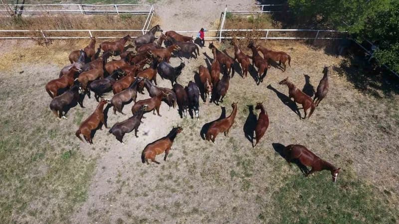 Sultansuyu’nun 15 safkan Arap tayı açık artırmayla satılacak