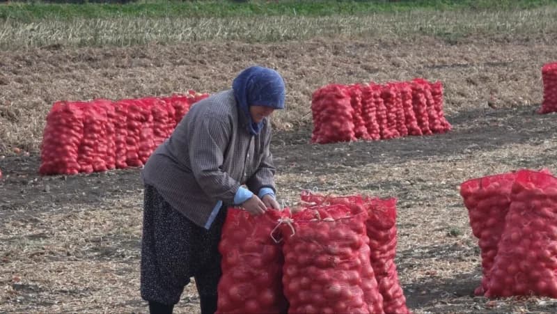 Kesildiğinde gözleri yaşartan soğanın kendileri için hayatın tadı anlamı taşıdığını belirten tarım işçisi Fatma Börek, "