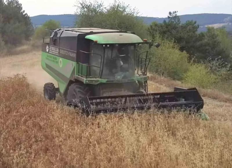 Tavşanlı’da aspir hasadı devam ediyor