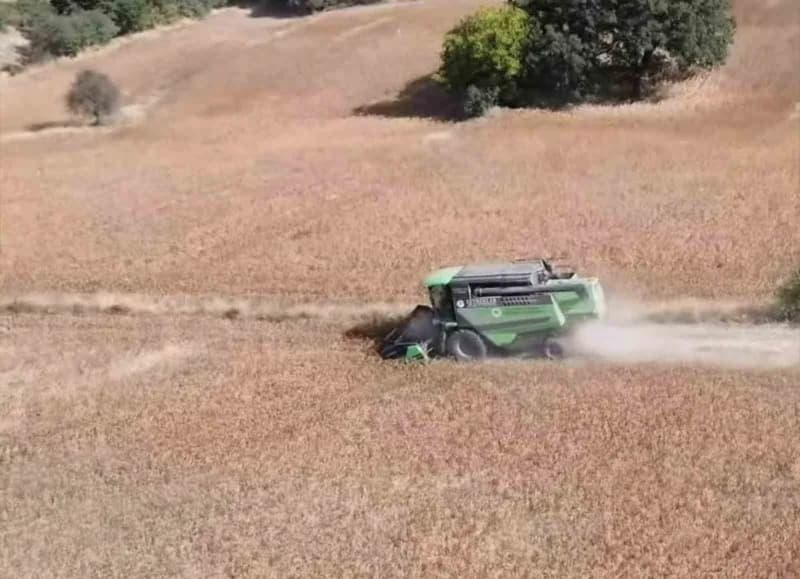Tavşanlı’da aspir hasadı devam ediyor