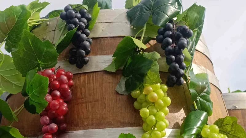 Tekirdağ Büyükşehir Belediyesi tarafından bu yıl ilk kez düzenlenen 1. Uluslararası Gastronomi ve Bağcılık Festivali, ko