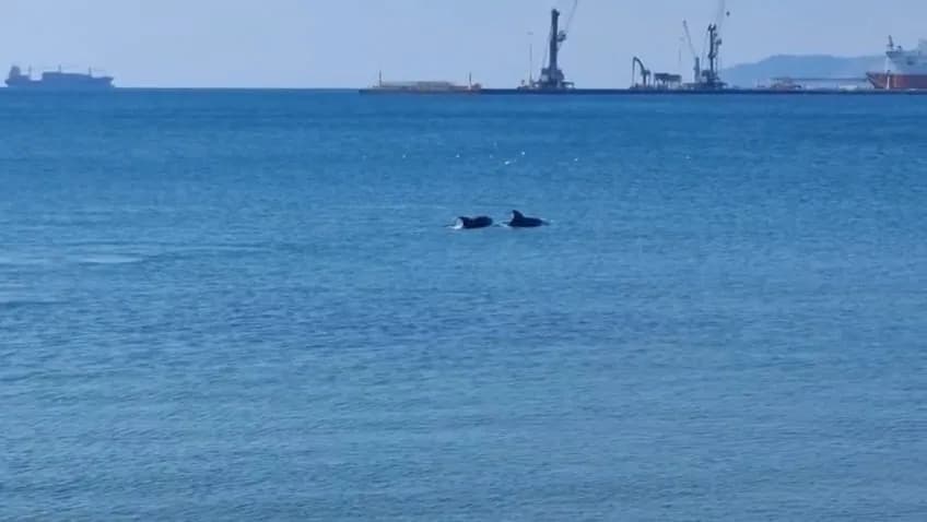 Bir süre deniz yüzeyinde görülen yunuslar, daha sonra gözden kayboldu.