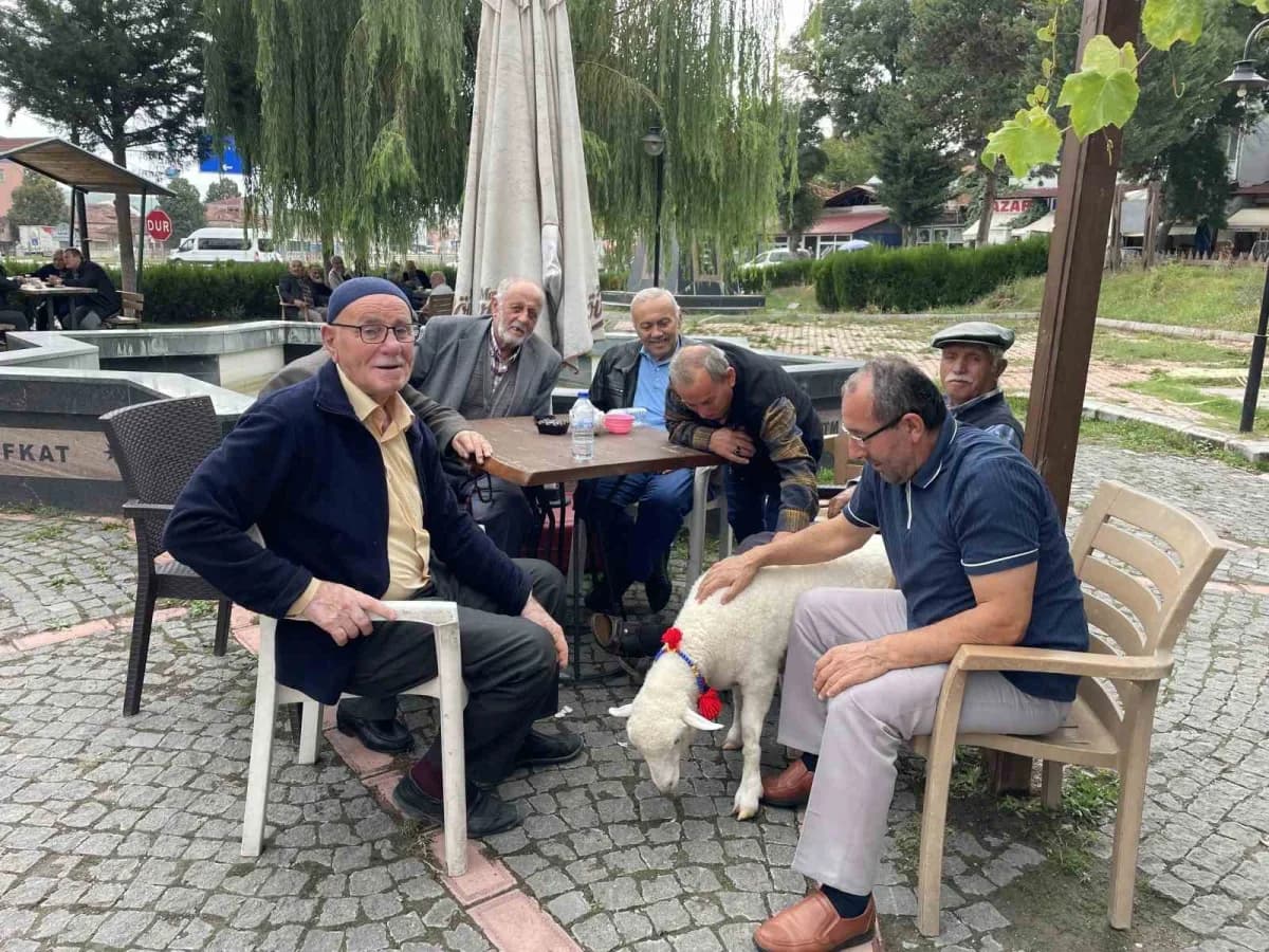 Tertip, Kavaklıların gözbebeği oldu