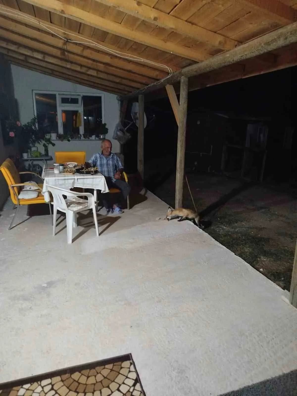 Eskişehir'de akşam saatlerinde müstakil bir evin bahçesine gelen tilki, ev sahipleri tarafından beslendi.
