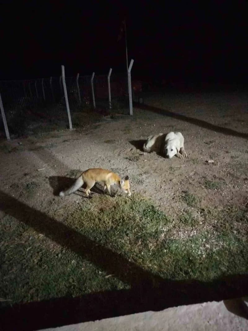 Eskişehir Sivrihisar ilçesinde bir evin bahçesine gelen tilki ev sahipleri tarafından besleniyor