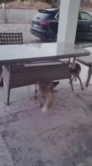Sivas merkeze bağlı Arpaözü köyünde yaşanan olay yüzleri güldürdü. Yemek aramak için köye gelen tilki, verilen ikramı be