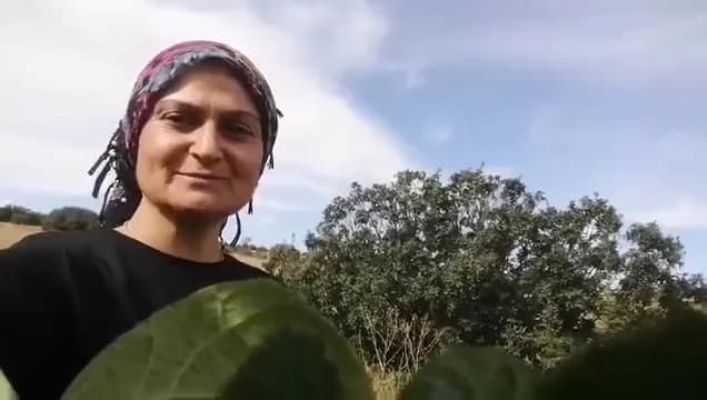 Sivas Arpaözü köyünde bahçede karpuz yiyen tilki