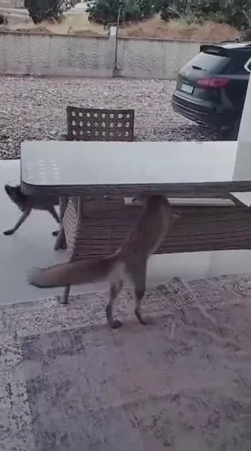 Sivas merkeze bağlı Arpaözü köyünde yaşanan olay yüzleri güldürdü. Yemek aramak için köye gelen tilki, verilen ikramı be