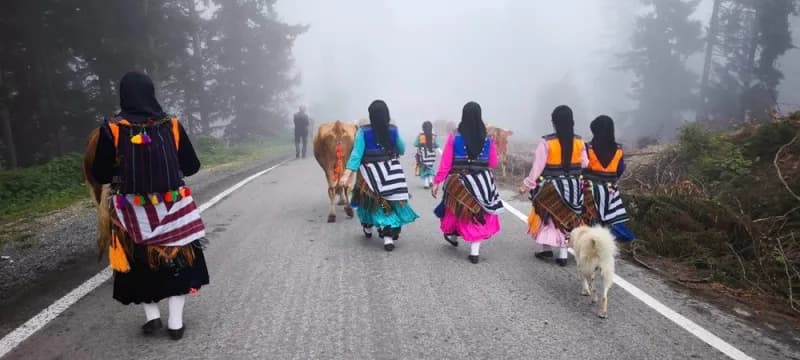 Trabzon Şalpazarı'nda yaylacılar büyükbaş hayvanlarıyla birlikte kış için köylerine dönüş yolunda