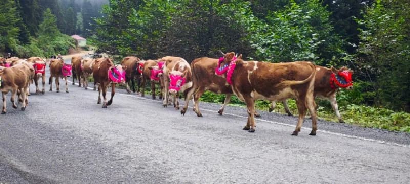 Trabzon’un Şalpazarı ilçesinde havaların soğumasıyla birlikte yaz mevsimini yaylalarda geçiren vatandaşların köy ve maha