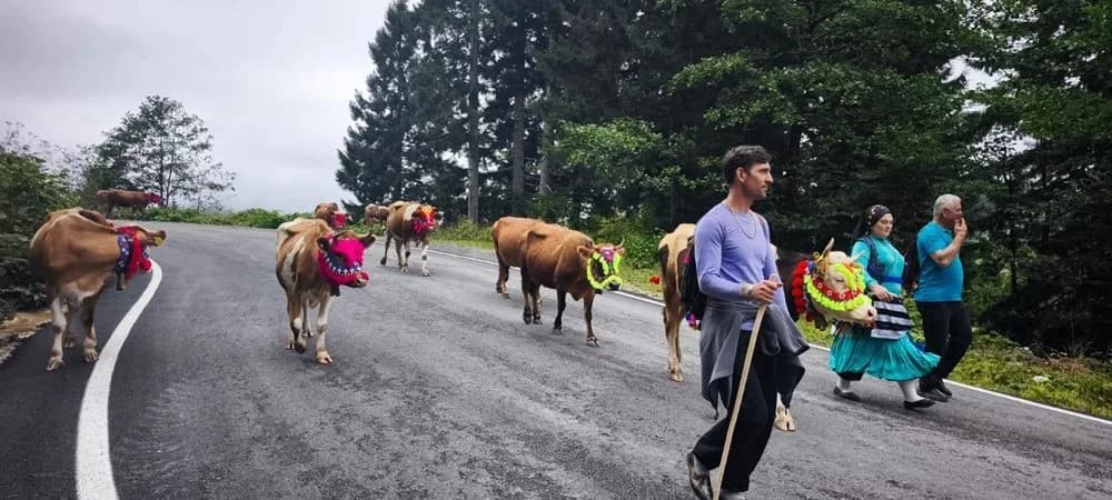 Trabzon’un Şalpazarı ilçesinde havaların soğumasıyla birlikte yaz mevsimini yaylalarda geçiren vatandaşların köy ve maha