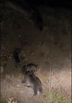 Tunceli Pülümür yol kenarında anne ayı ve üç yavrusu doğal yaşam alanında görülüyor