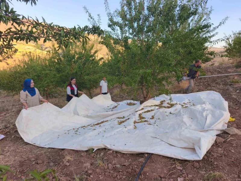 Tunceli’nin Çemişgezek ilçesinde yaşayan Ayşe Balcı, devlet desteğiyle atıl durumdaki 32 bin metrekarelik araziyi badem
