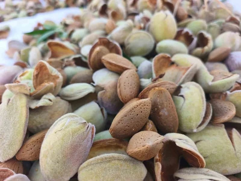 Toprakla buluşturduğu 1200 badem ağacından bu yıl yaklaşık 6 ton ürün elde etmeyi bekleyen Balcı, ailesine ve bölge ekon