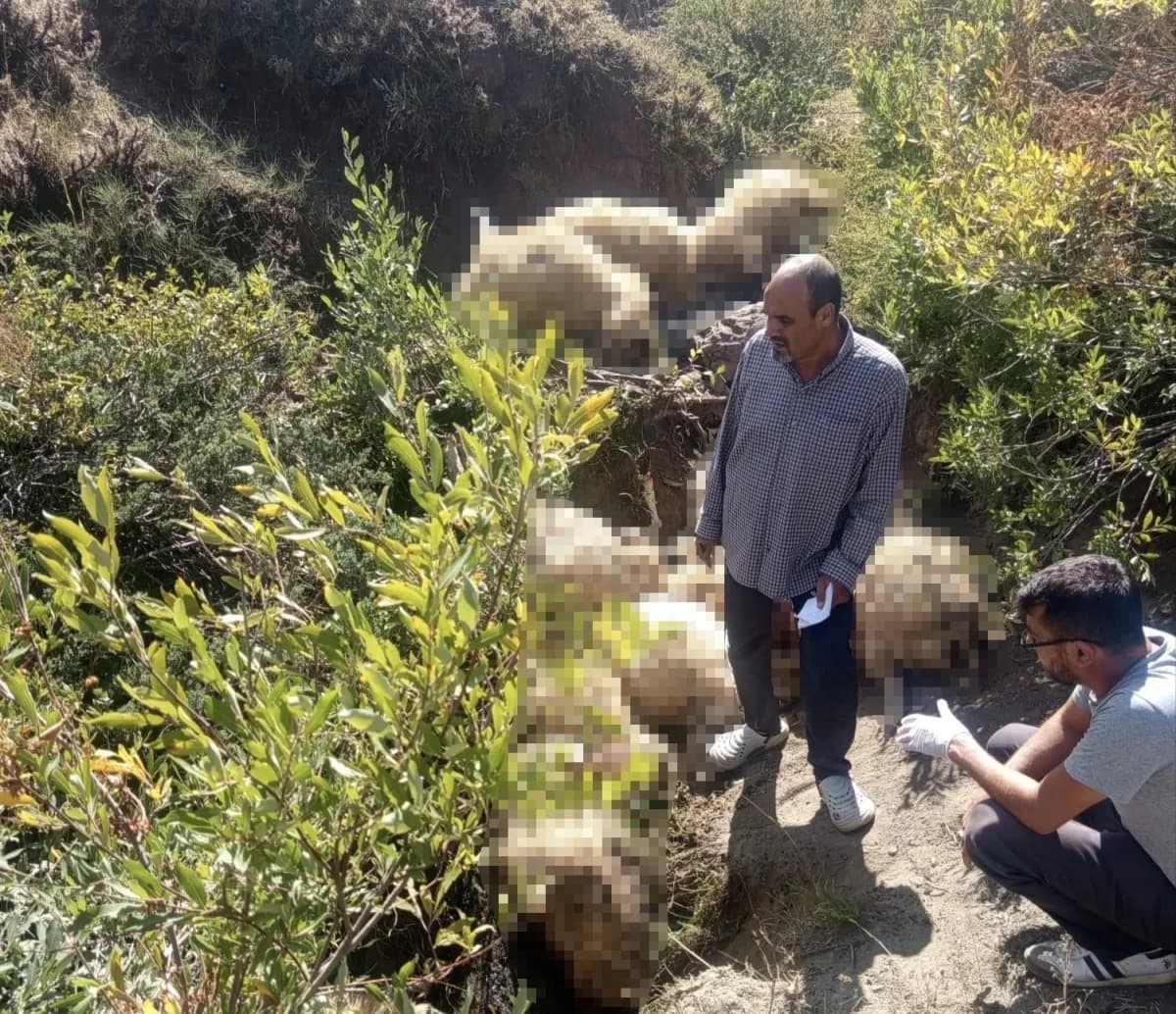 Tunceli Ovacık Işıkvuran Yaylası'nda yaylada otlayan koyun sürüsü