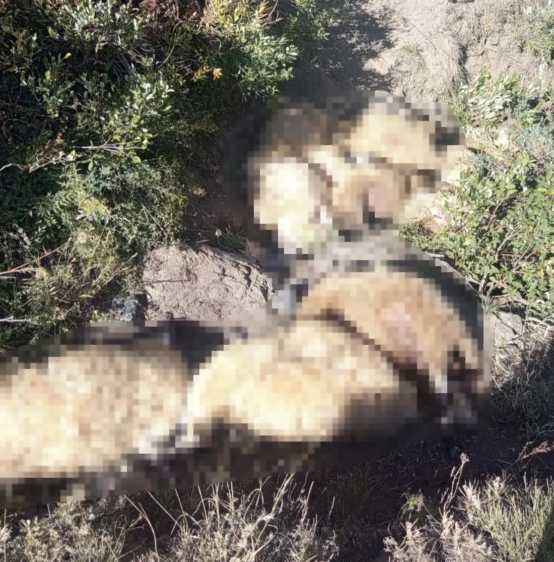 Tunceli'nin Ovacık ilçesinde otlatılan koyun sürüsünde izdiham yaşandı, 40 koyun telef oldu.