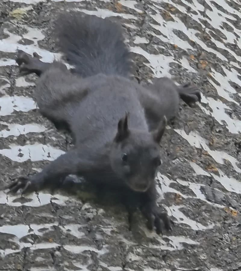 Tunceli Pülümür'de doğal yaşam alanında melanistik kara sincap görüntüsü