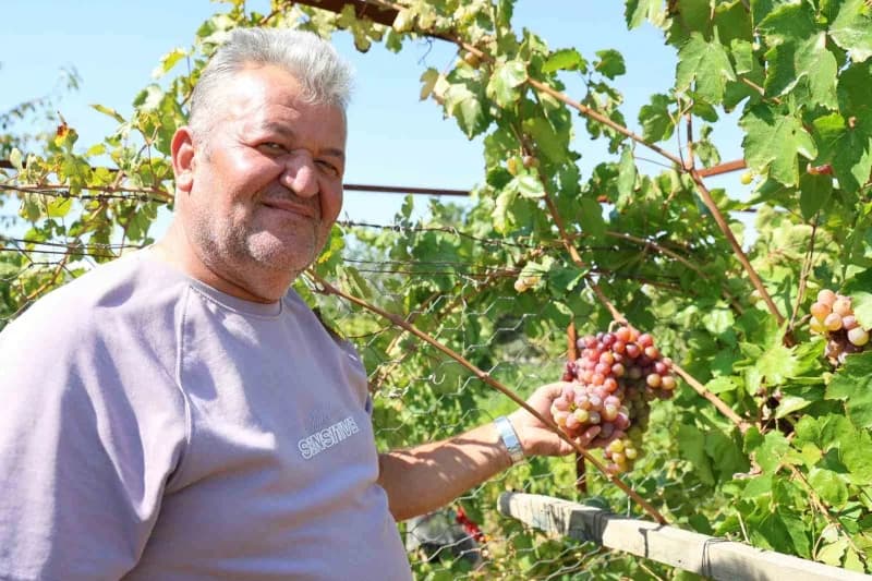 Babasının 45 çeşitlik üzüm koleksiyonundan ilham alan Mehmet Kılıç, 15 yıllık çalışmanın ardından 650 farklı üzüm çeşidi