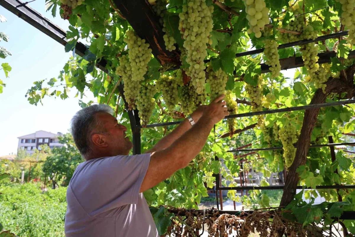 Nevşehir Gülşehir Tuzköy'de Mehmet Kılıç'ın 650 çeşit üzüm yetiştirdiği bahçesi